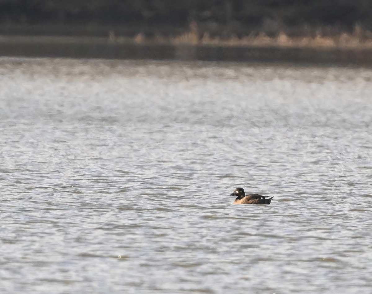 White-winged Scoter - ML533718591