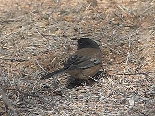 Dark-eyed Junco (Oregon) - ML533718631