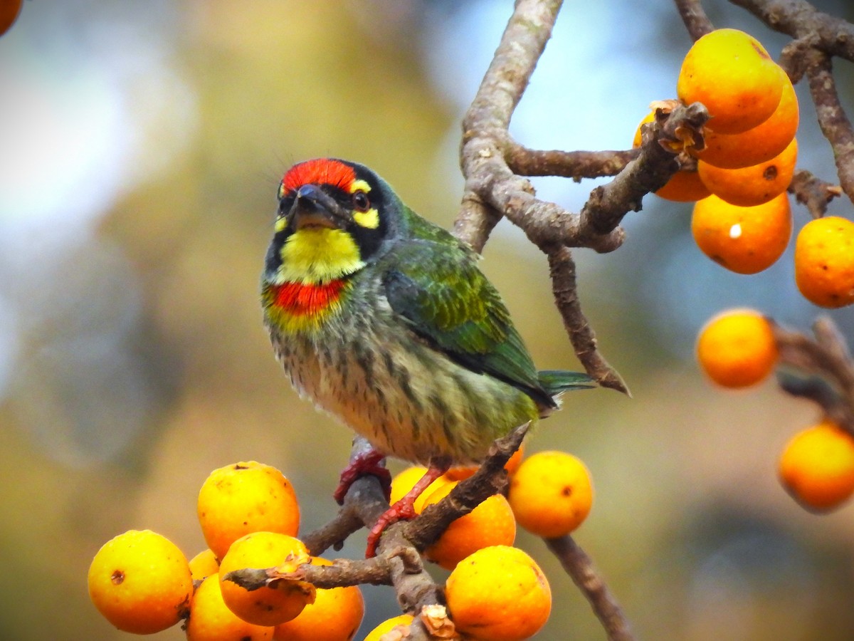 Malabar/Coppersmith Barbet - ML533719761