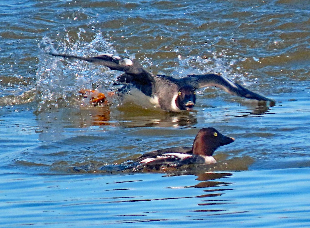 Common Goldeneye - ML533721141