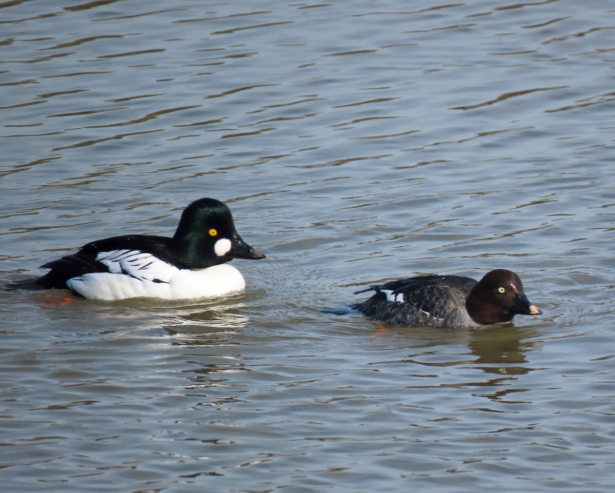 Common Goldeneye - ML533721151