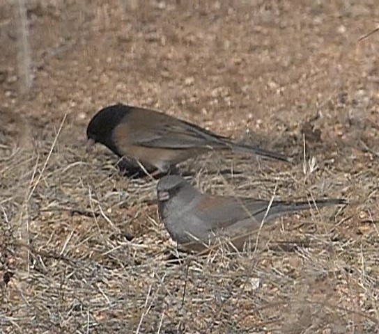 Dark-eyed Junco (Gray-headed) - ML533721471