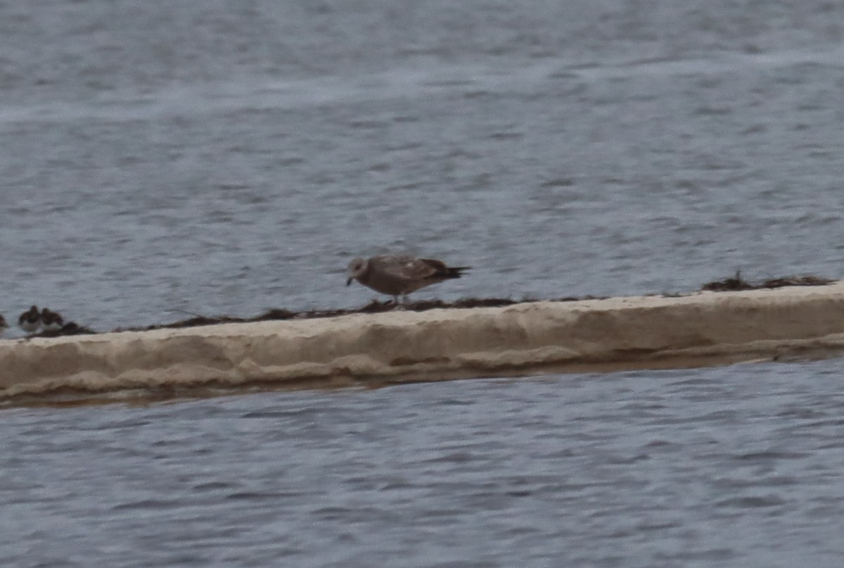 Herring Gull - ML533722051