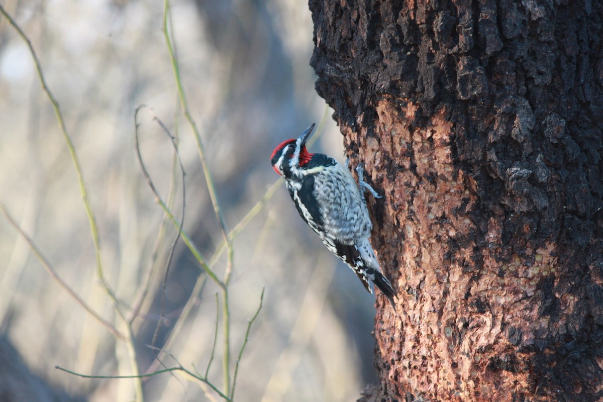 Red-naped Sapsucker - Chris Parsons