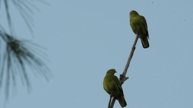 Pink-necked Green-Pigeon - ML533722191