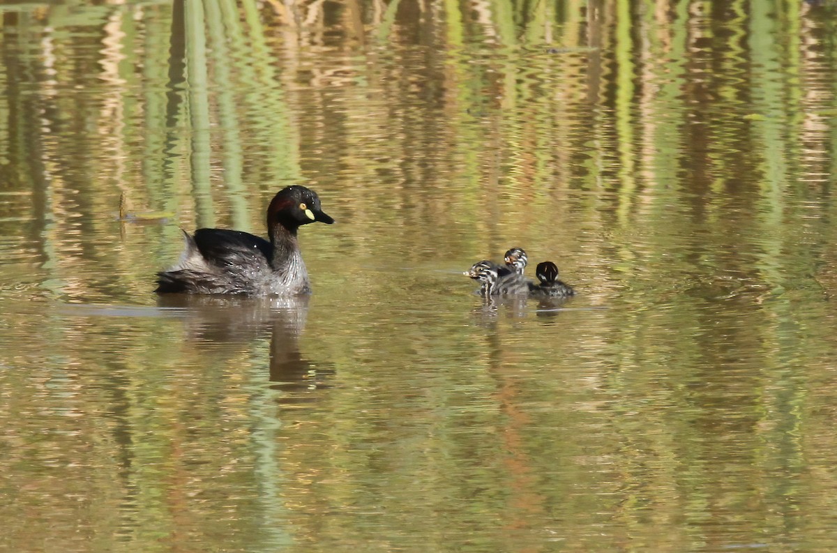 Australasian Grebe - David Ongley