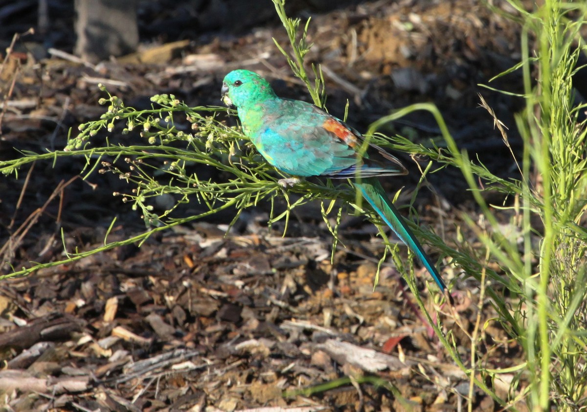 Red-rumped Parrot - ML533722751