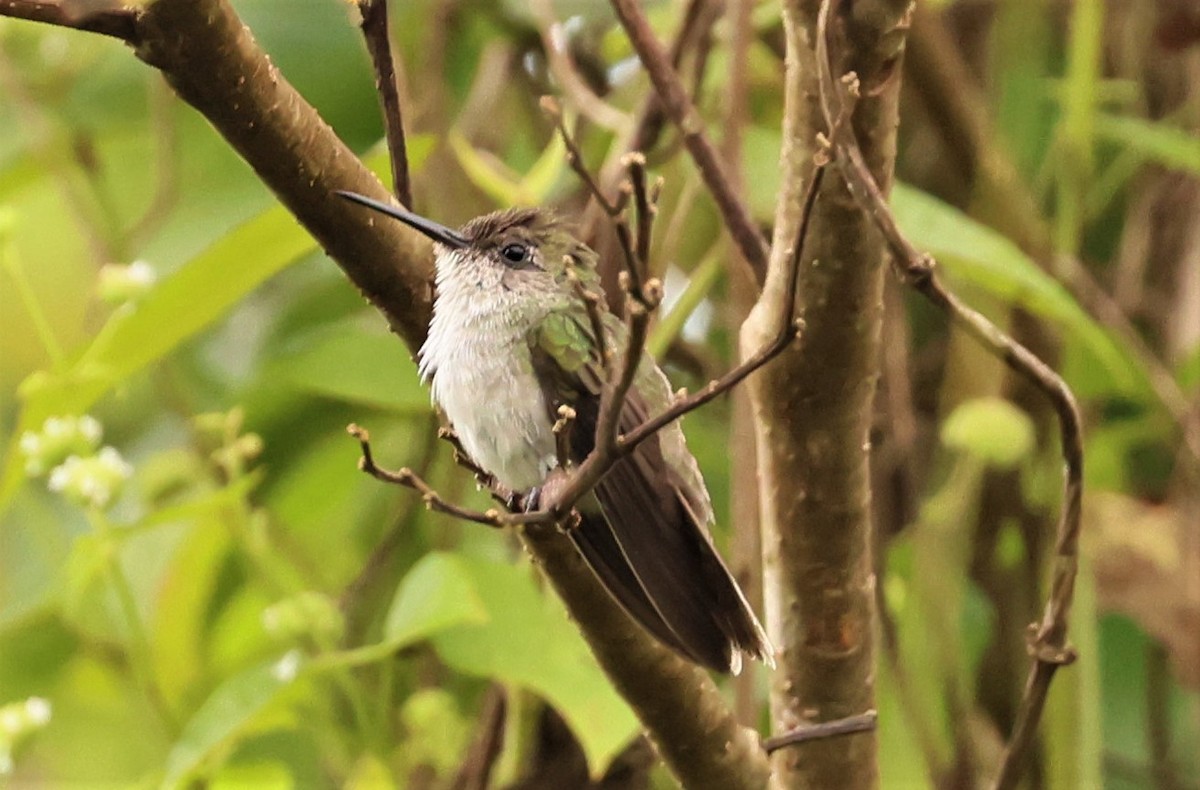Olive-spotted Hummingbird - ML533722931