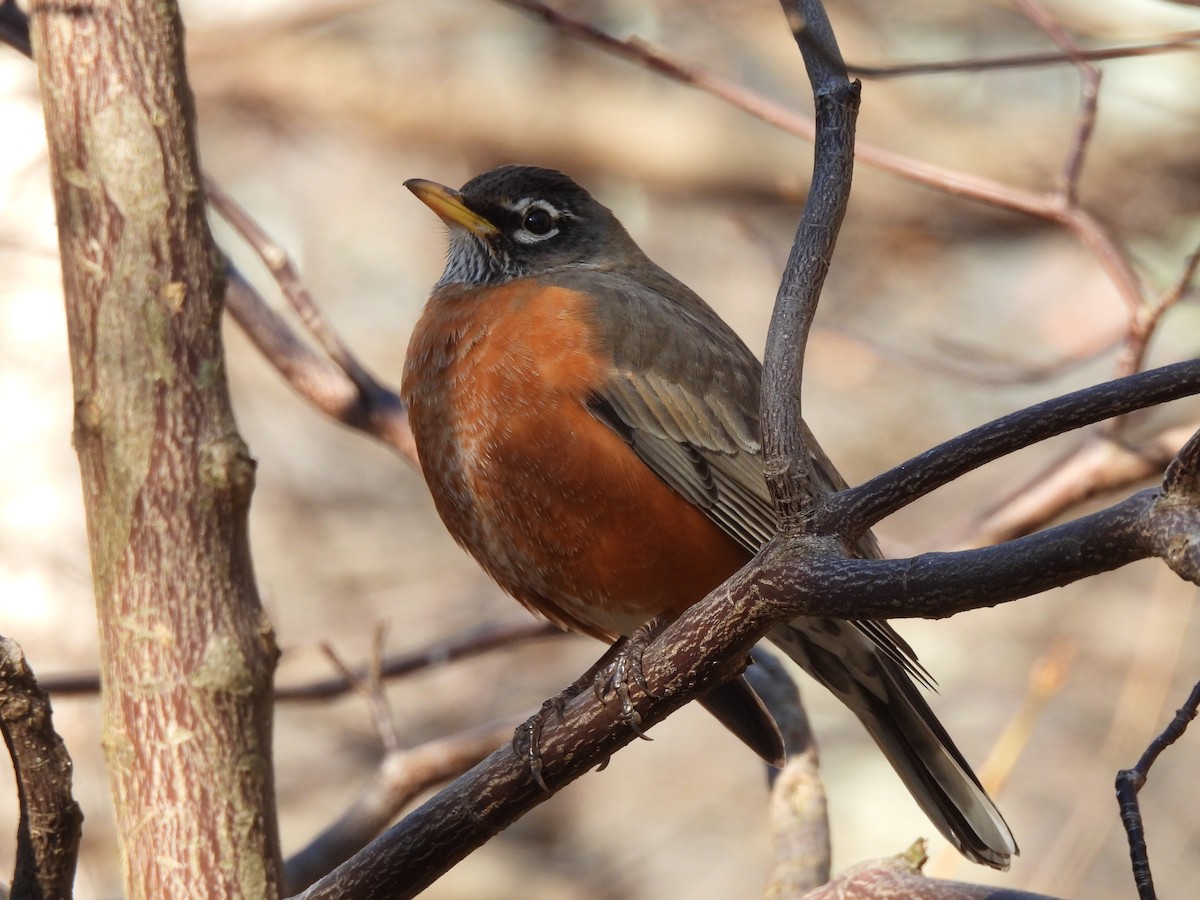 Zozo papargorria - ML533723641