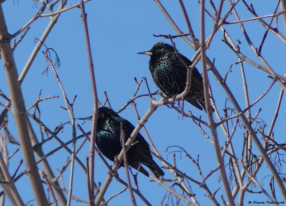 European Starling - ML533725091