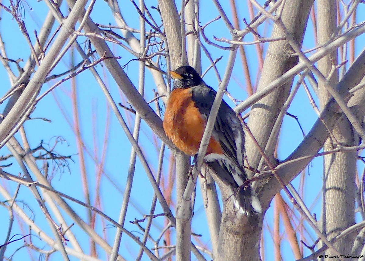 American Robin - ML533725221
