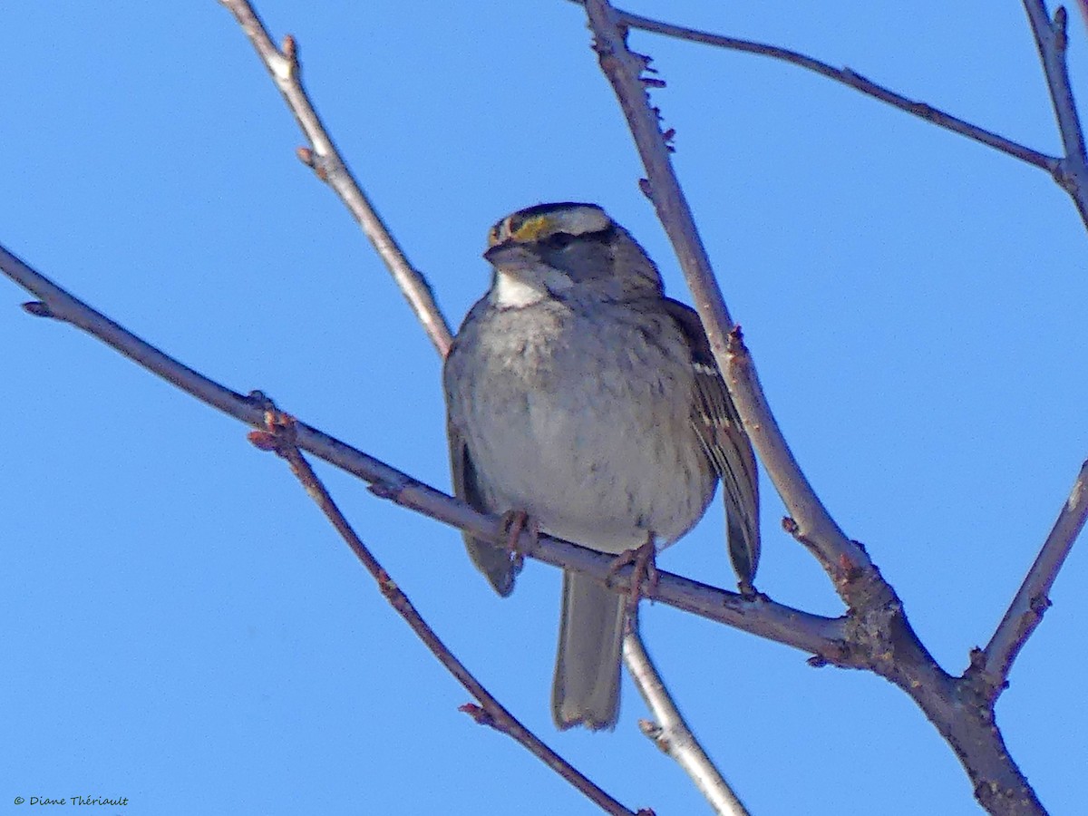 White-throated Sparrow - ML533725331