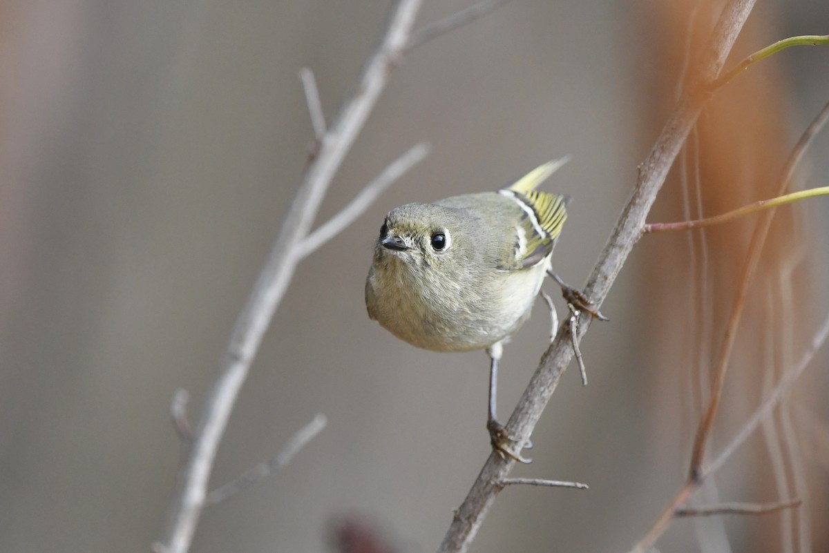 Ruby-crowned Kinglet - ML533726351