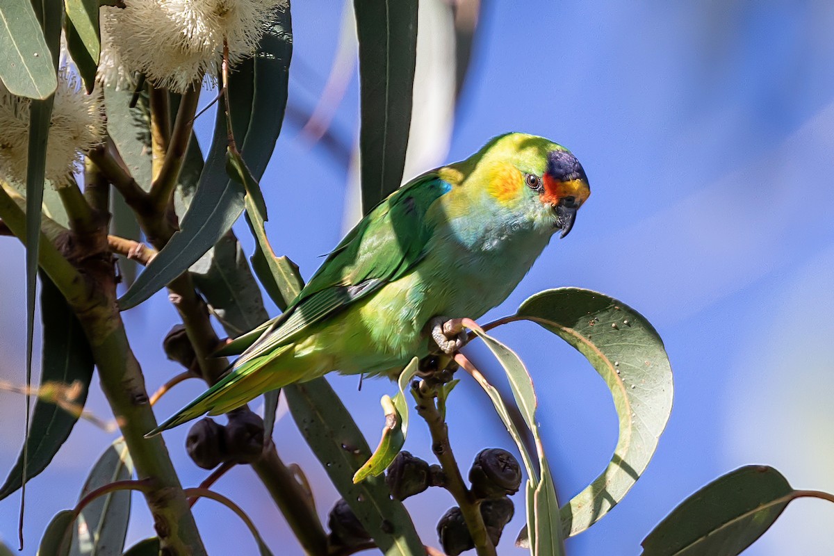 Purple-crowned Lorikeet - John Hurrell