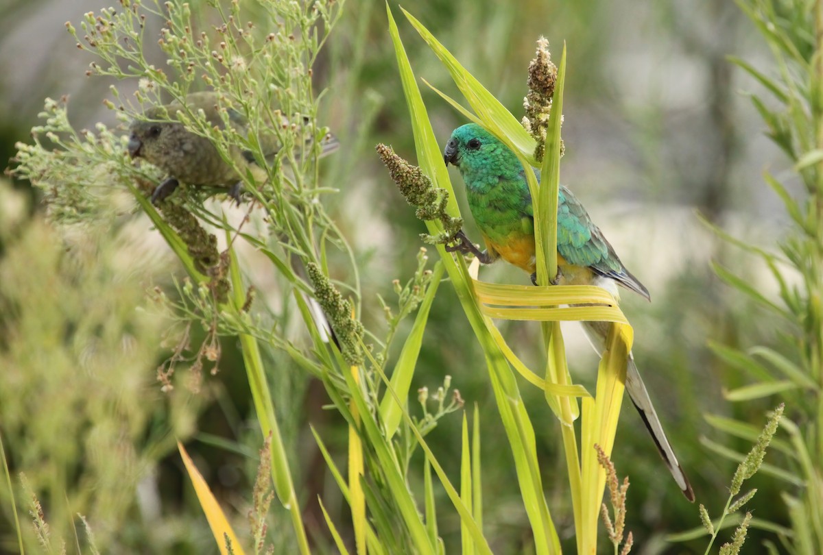 Red-rumped Parrot - ML533726701