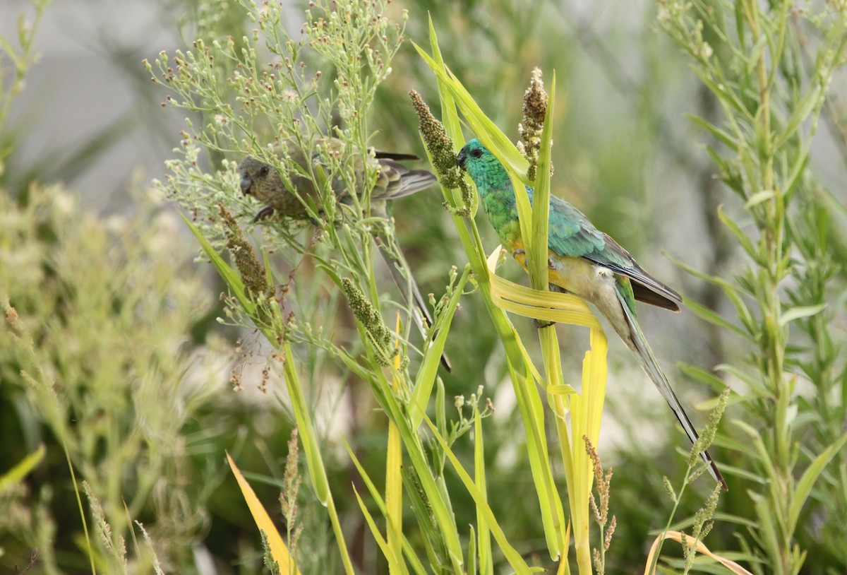 Red-rumped Parrot - ML533726711