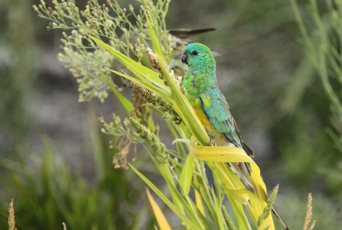 Red-rumped Parrot - ML533726731