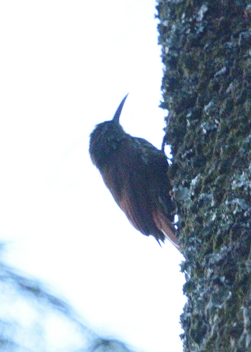 Streak-headed Woodcreeper - ML533727181