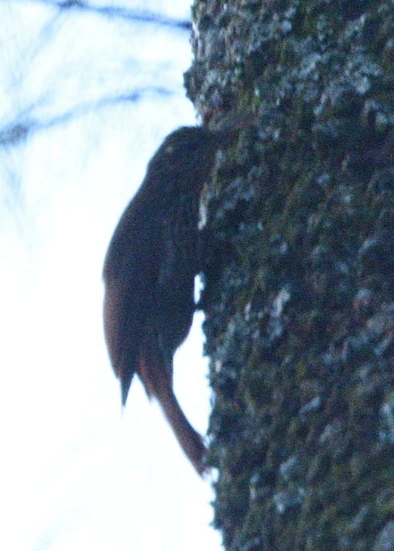 Streak-headed Woodcreeper - ML533727191