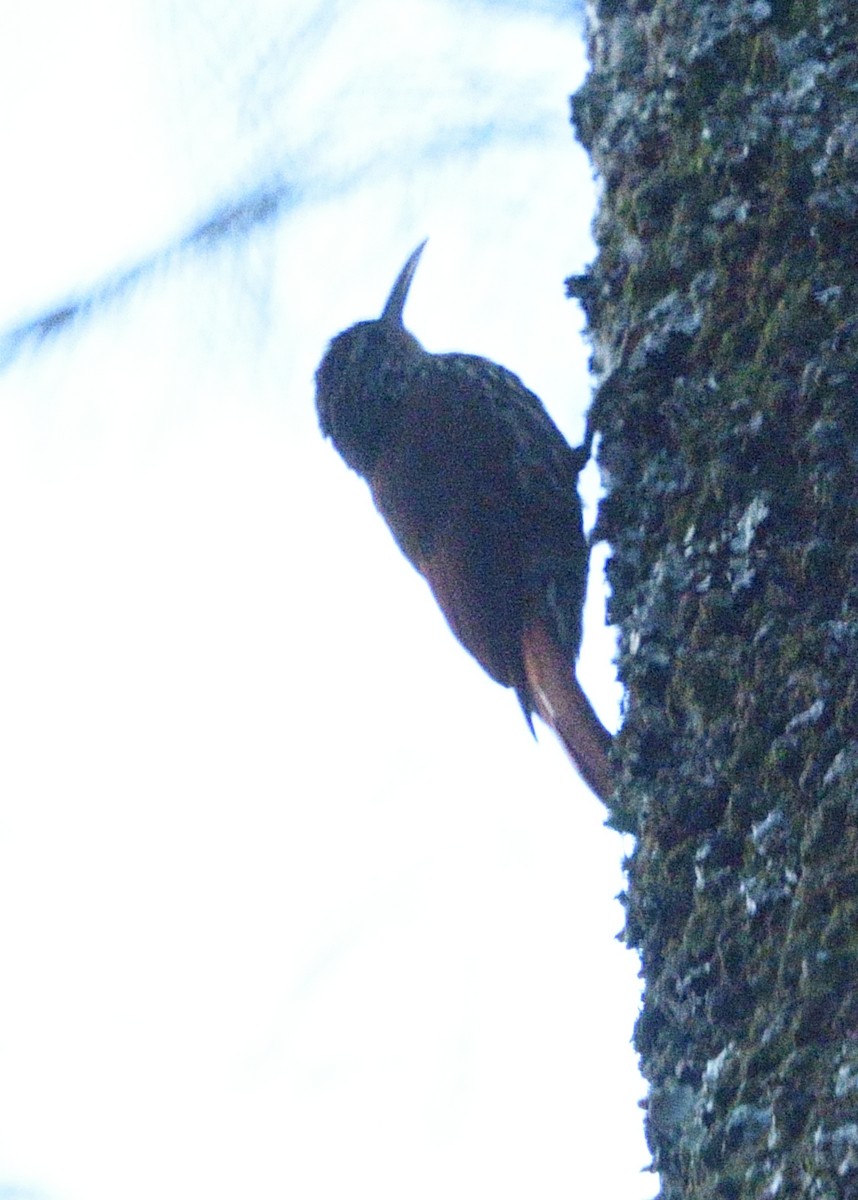 Streak-headed Woodcreeper - ML533727211