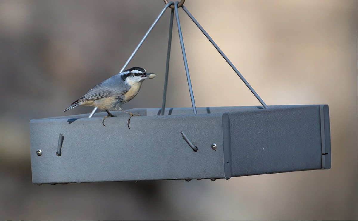 Red-breasted Nuthatch - ML533727251