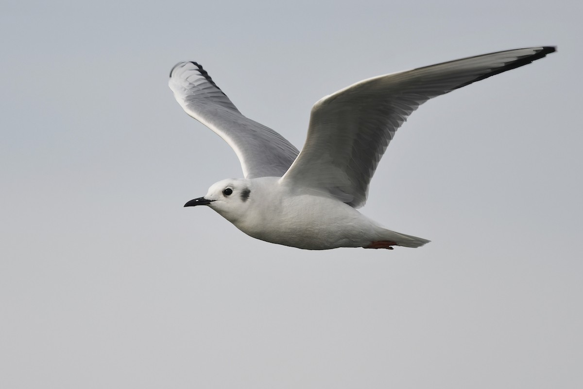 Bonaparte's Gull - ML533727401