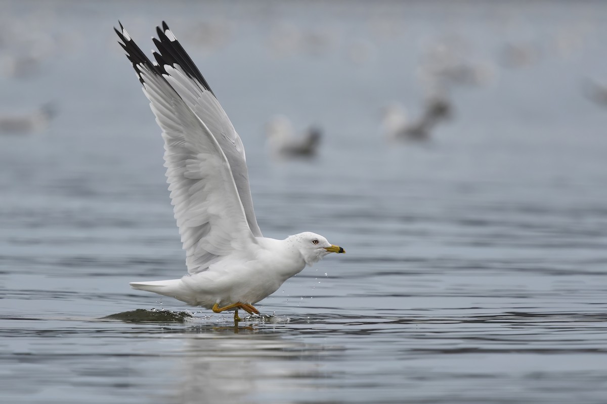 Ring-billed Gull - ML533727511