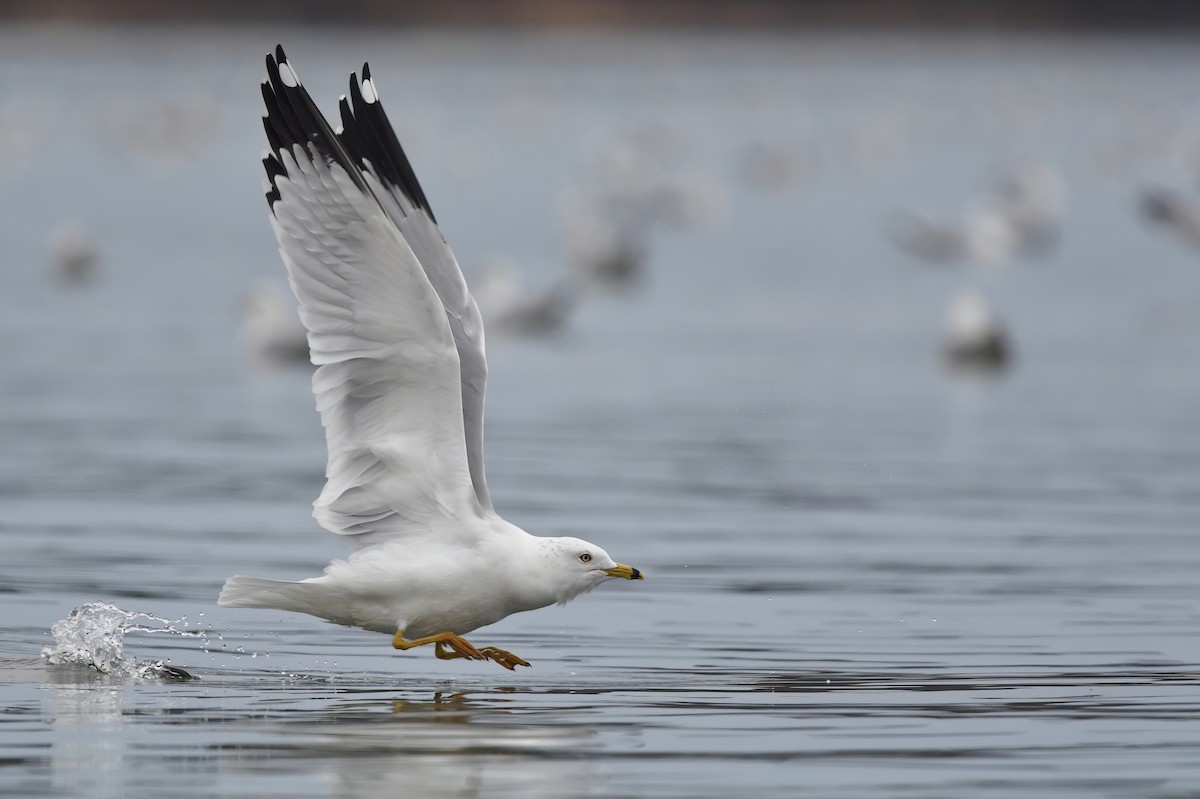 Ring-billed Gull - ML533727521