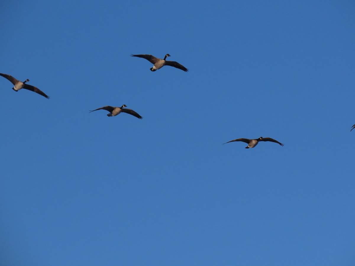 Canada Goose - ML533727581