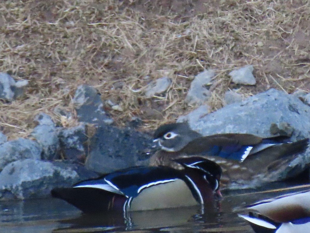 Wood Duck - ML533727851