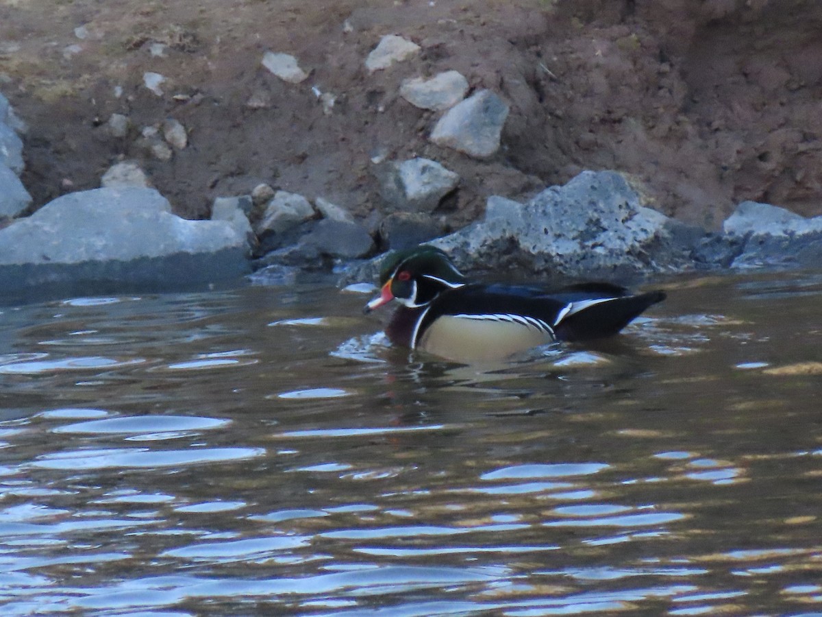 Wood Duck - ML533728131