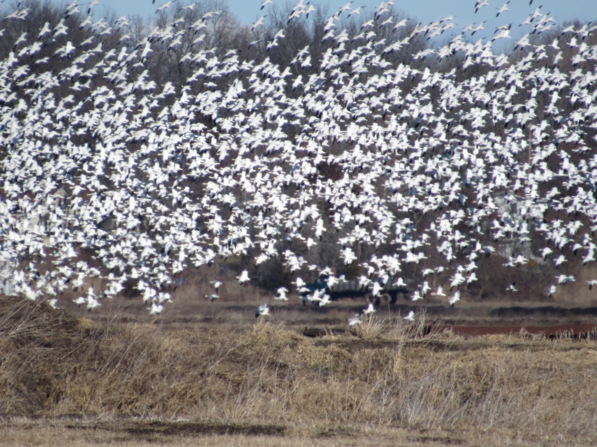 Snow Goose - ML533729401