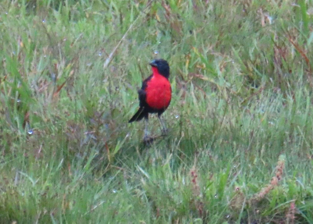 ムネアカマキバドリ - ML533731451