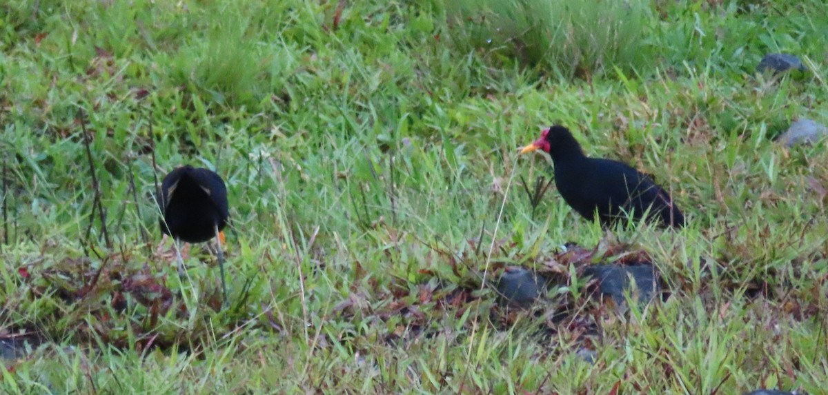 Wattled Jacana - John Maresh