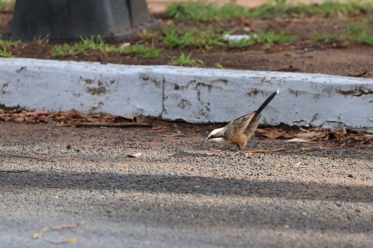 Gray-crowned Babbler - ML533733111