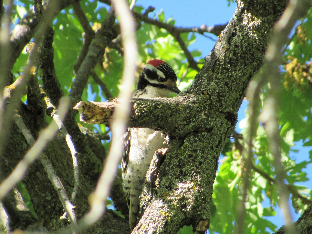 Nuttall's Woodpecker - ML53373451