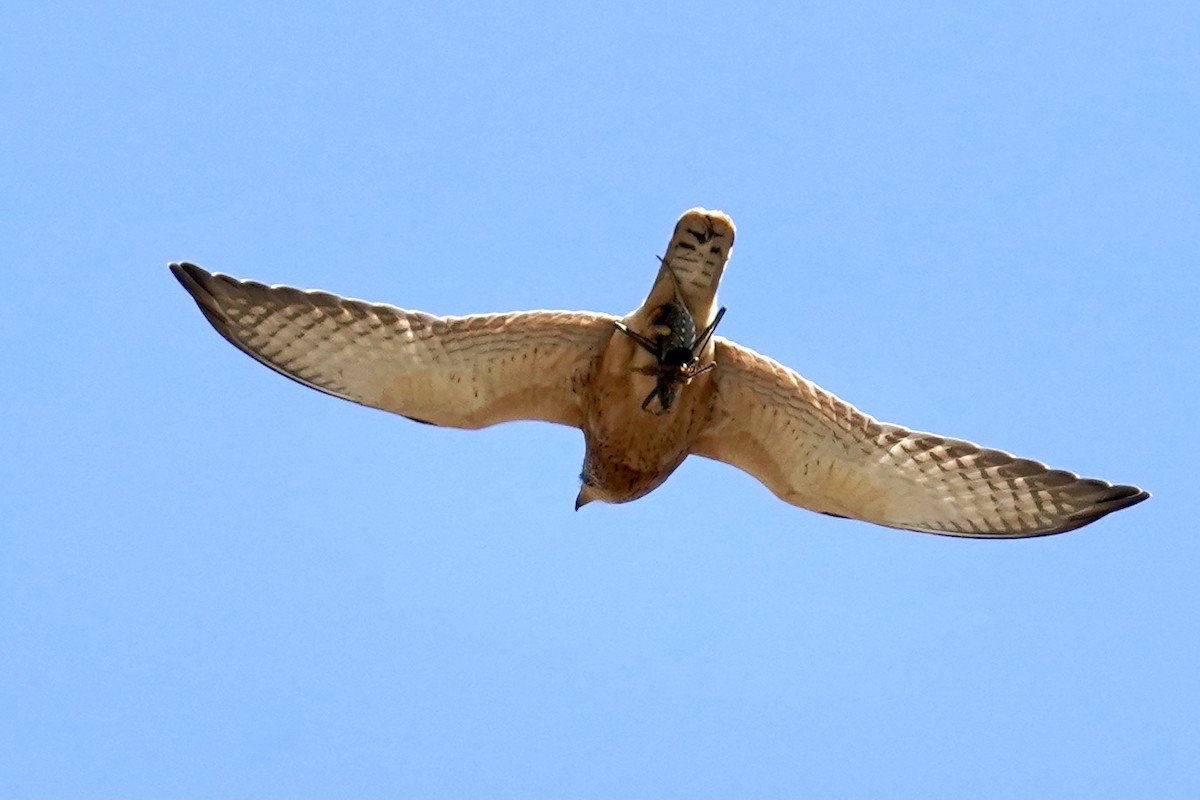 Rock Kestrel - ML533735541