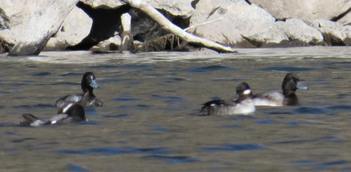 Lesser Scaup - ML533736411