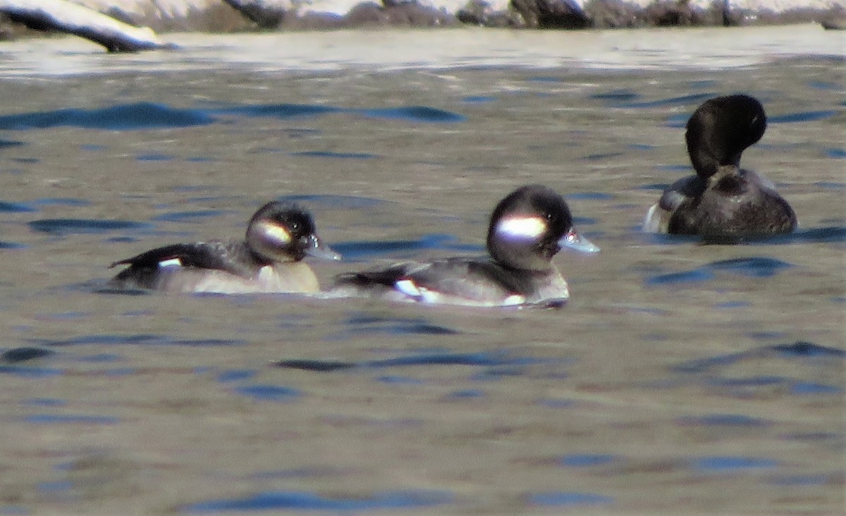 Bufflehead - ML533736461