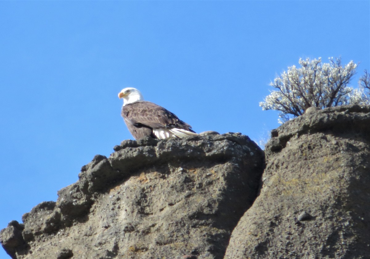 Bald Eagle - ML533736651