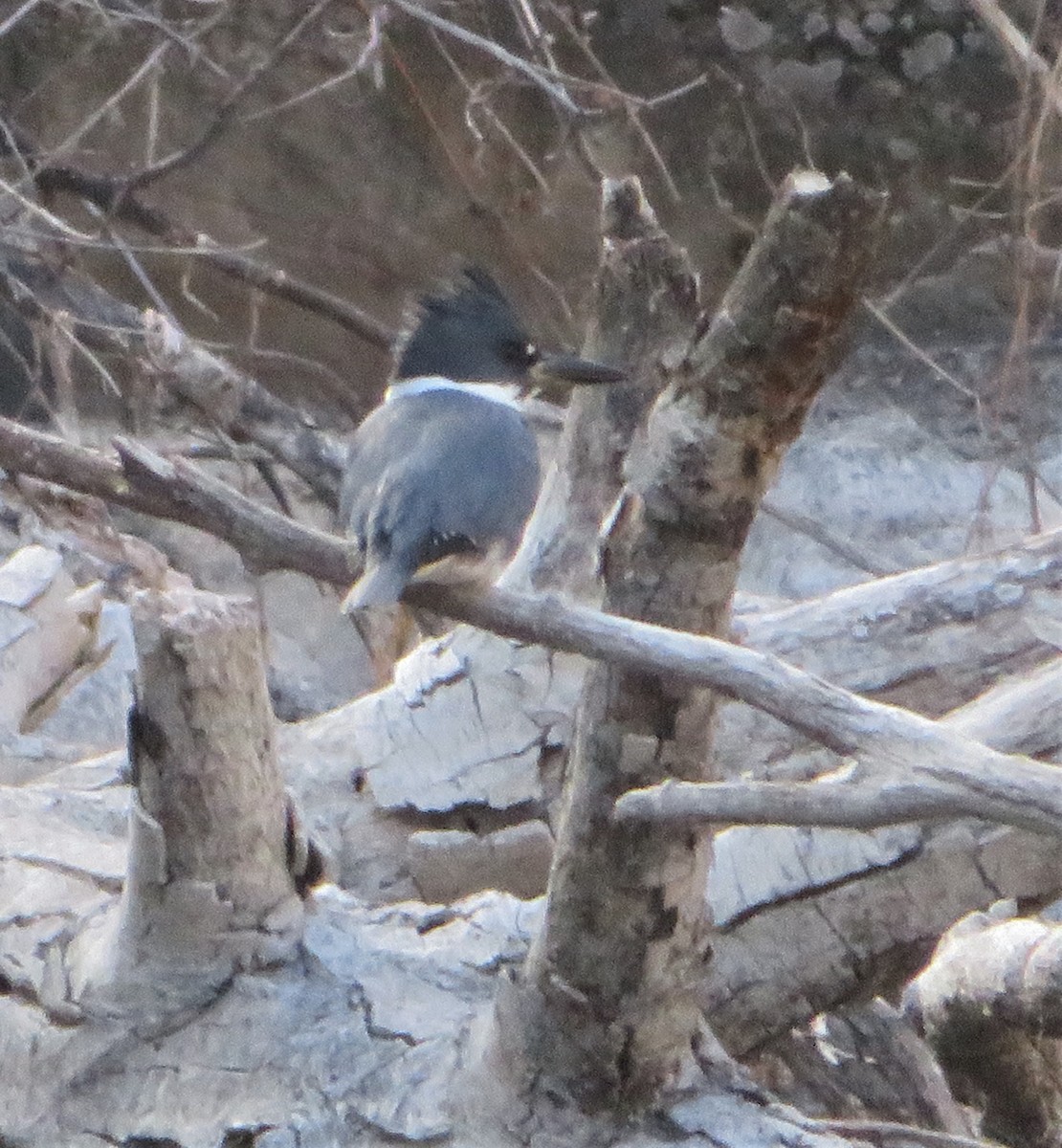 Belted Kingfisher - ML533736681
