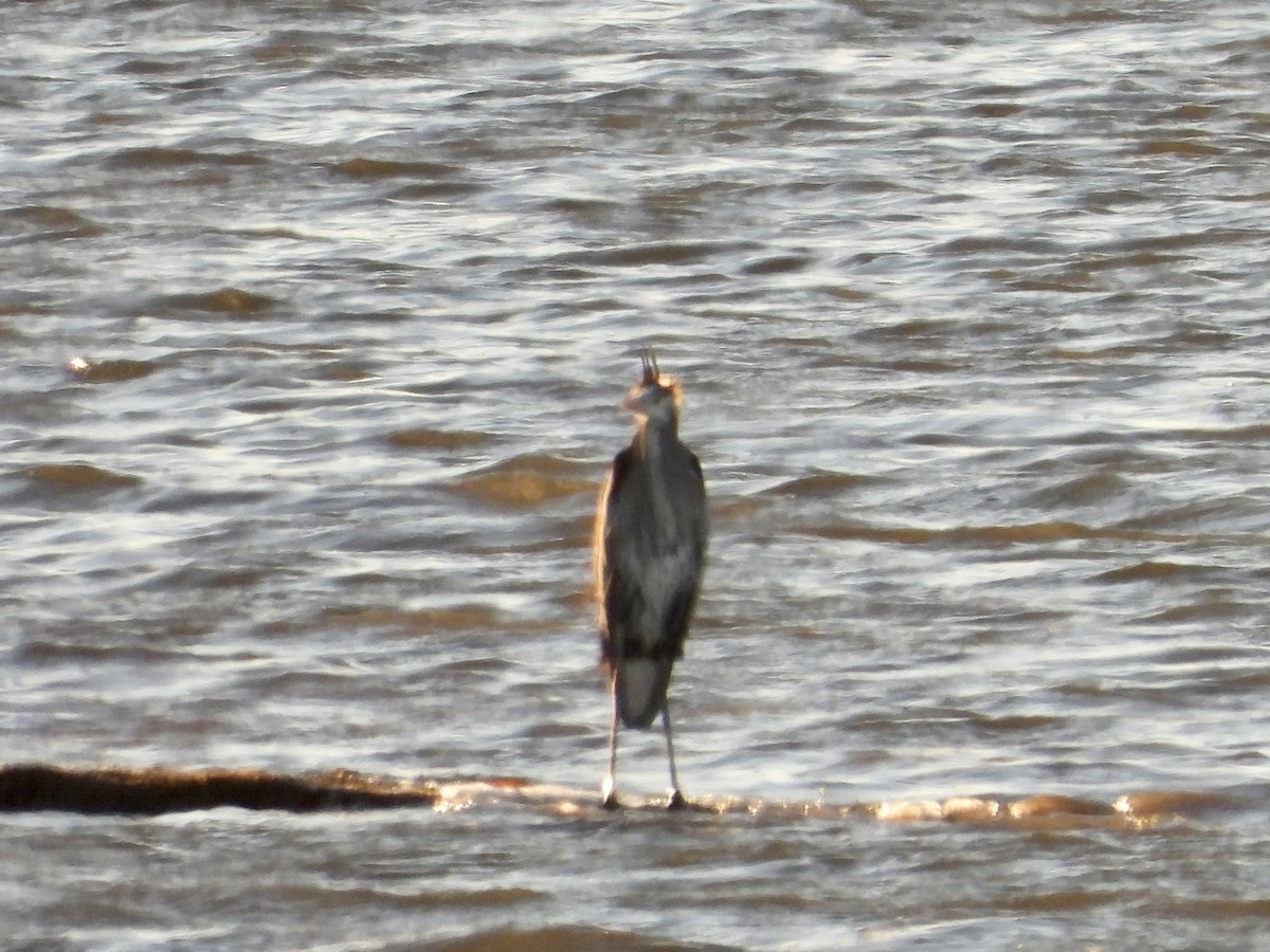 Great Blue Heron - ML533738501