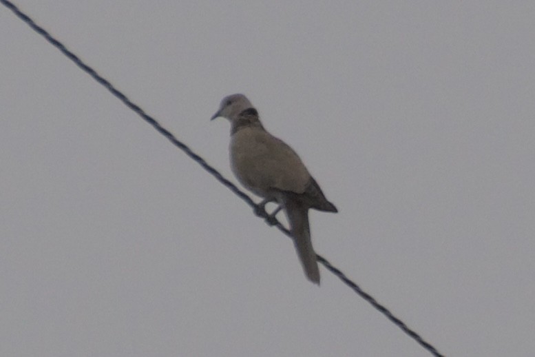 Eurasian Collared-Dove - ML533738771