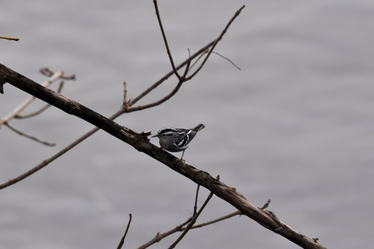 Black-and-white Warbler - ML533738781