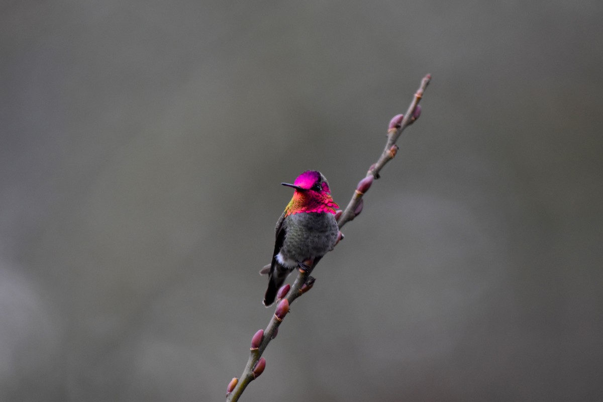 Anna's Hummingbird - ML533738851