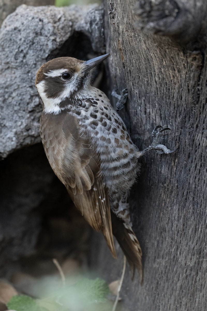 Arizona Woodpecker - Jeff Hapeman