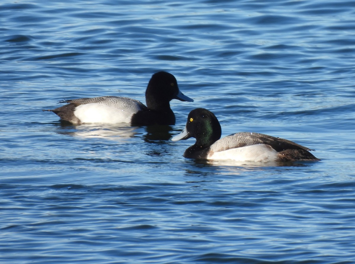Greater Scaup - ML533740201