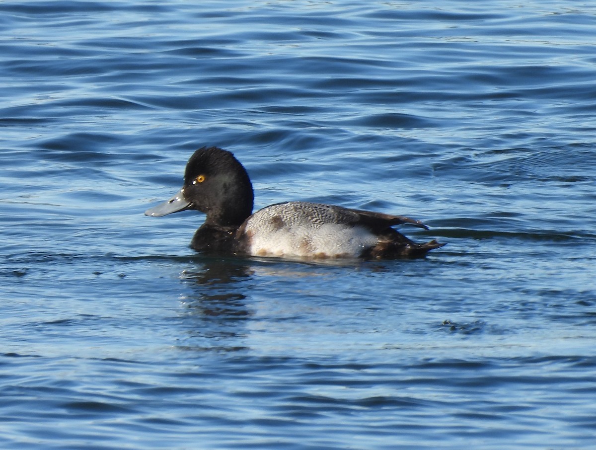 Greater Scaup - ML533740211