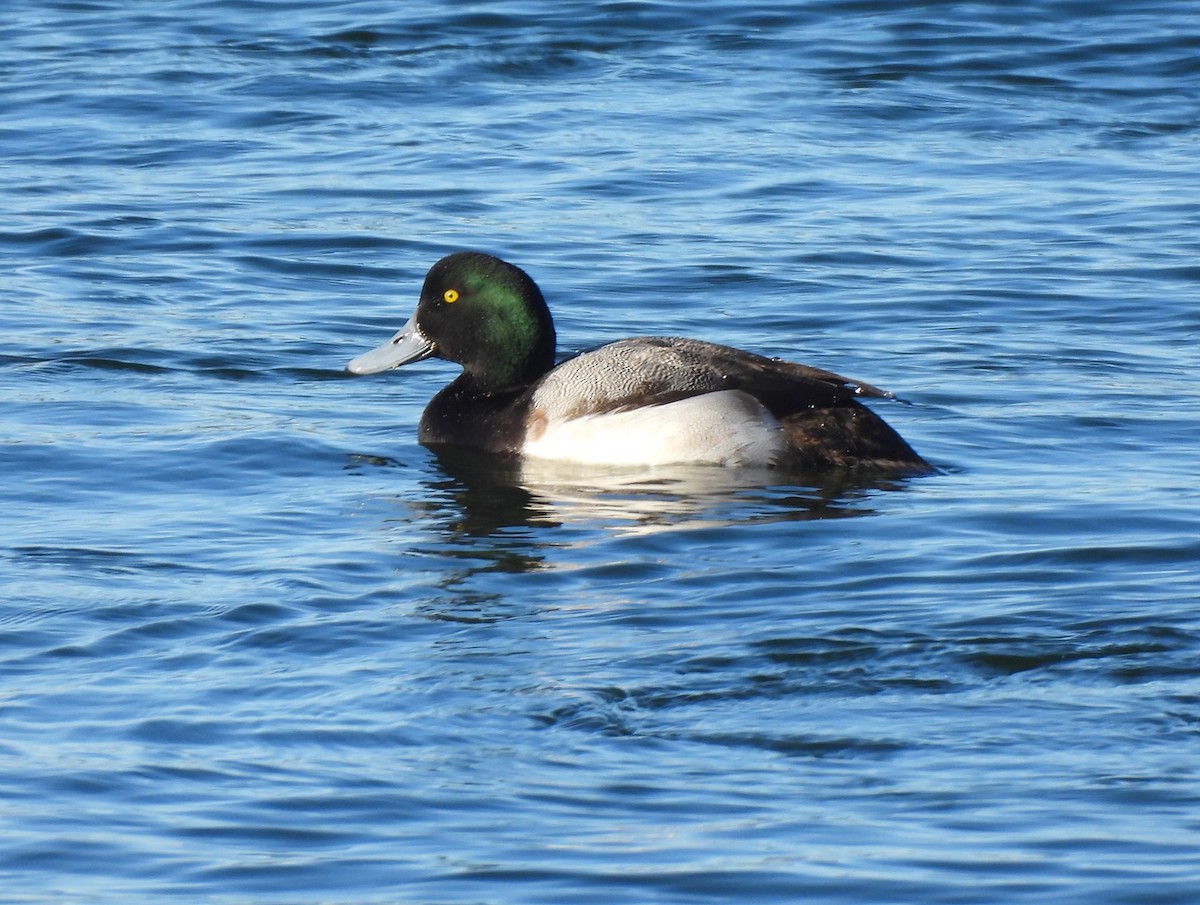 Greater Scaup - ML533740221