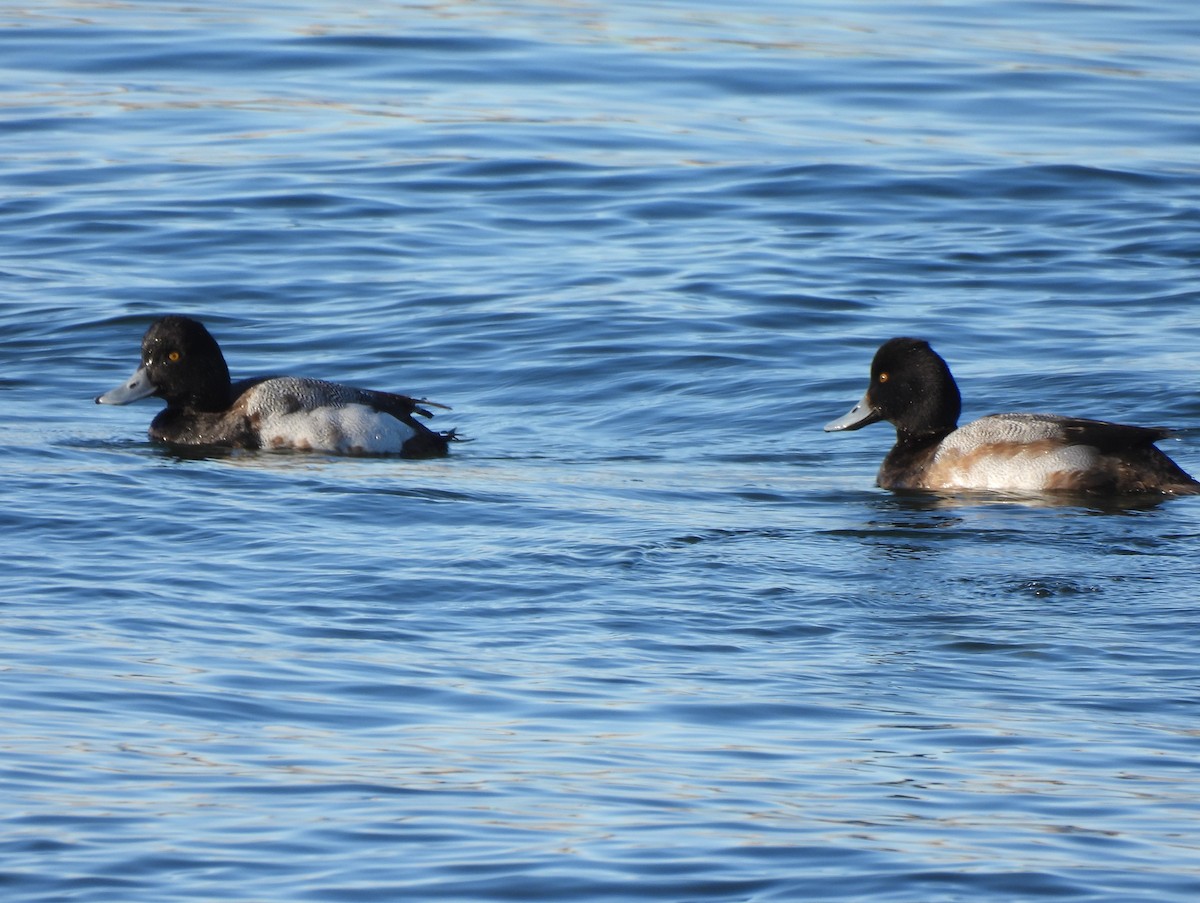 Greater Scaup - ML533740231